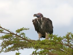 Bologonja_Seronera2009-32